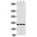 CD90/Thy1 Antibody