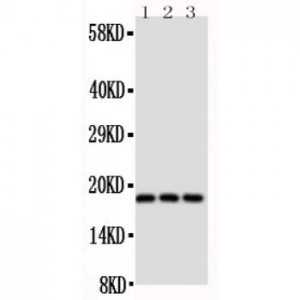 CD90/Thy1 Antibody