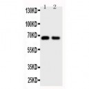 Cdc20 Antibody