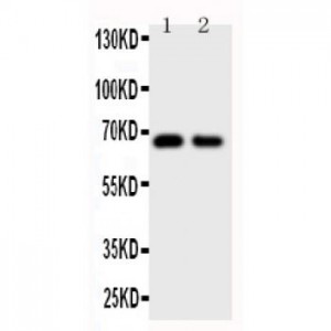 Cdc20 Antibody