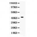 Cdc37  Antibody