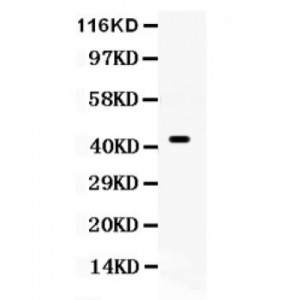 Cdc37  Antibody