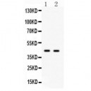 Cdc37 Antibody