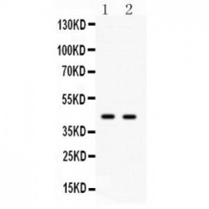 Cdc37 Antibody