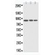 CDC5L Antibody