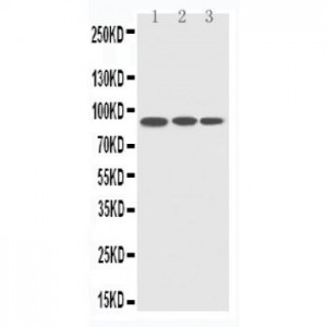 CDC5L Antibody