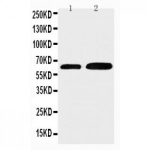 Cdc6 Antibody