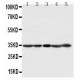 CDK1 Antibody