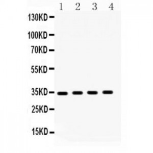 CDK5R1 Antibody