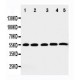 Cdk6 Antibody