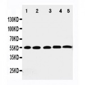 Cdk6 Antibody