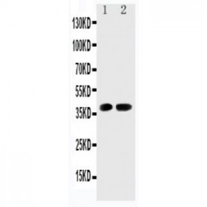 Cdk6 Antibody