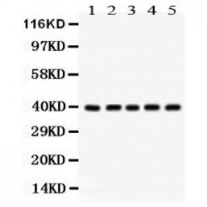 Cdk7  Antibody