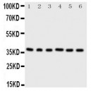 Cdk7 Antibody