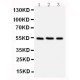 Chk1 Antibody