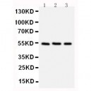 Chk1 Antibody