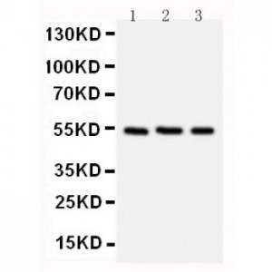 Chk1 Antibody