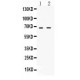 cIAP2  Antibody