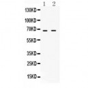 cIAP2  Antibody