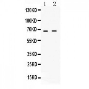 cIAP2  Antibody