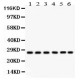 CIB1  Antibody