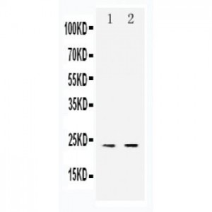 Claudin 6 Antibody