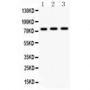 c-Myb  Antibody