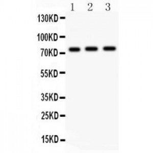 c-Myb  Antibody