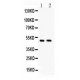 c-Myc Antibody