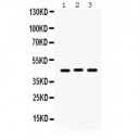 Connexin 45/GJA7  Antibody