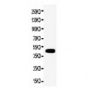 Connexin 45/GJA7 Antibody