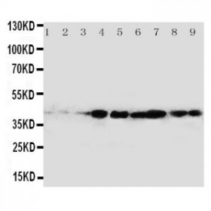 CrkL Antibody