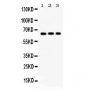 Cryptochrome I  Antibody