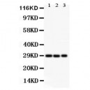 CSEN Antibody