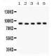 Cullin 1  Antibody