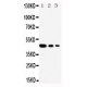 Cullin 2 Antibody