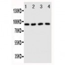 Cullin3 Antibody