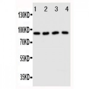 Cullin3 Antibody