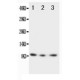 CX3CL1 Antibody