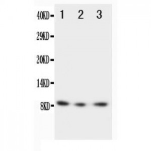 CX3CL1 Antibody