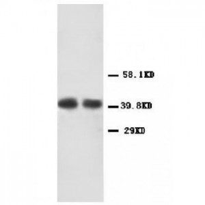 CXCR2 Antibody