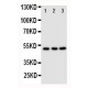 CXCR4 Antibody