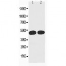 Cyclin A Antibody (monoclonal)