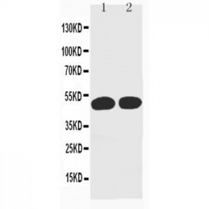 Cyclin A Antibody (monoclonal)