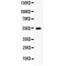 Cyclin A1  Antibody