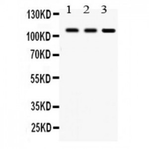 CYLD  Antibody