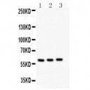 CYP11A1 Antibody