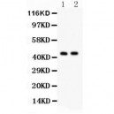 Cystathionase  Antibody