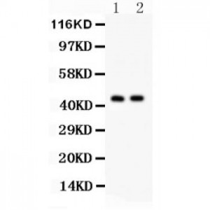 Cystathionase  Antibody