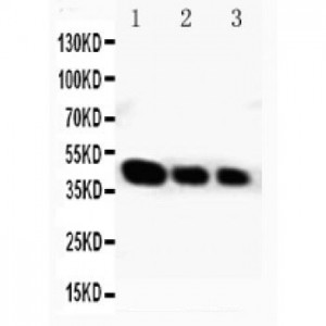 Cytochrome P450 2E1 Antibody